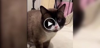 Приемного кота хотели усыпить из-за агрессивности, но девушка сделала невозможное