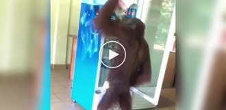 Орангутан зайшов у кафе, випив і не заплатив