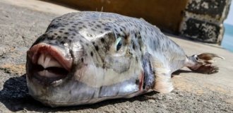 В Средиземном море появились особо опасные рыбы, которые могут легко откусить палец (фото + видео)