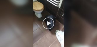 Обычное домашнее животное в Польше