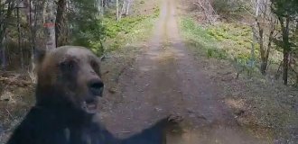 Man-eating bears terrorize the Japanese (4 photos + 1 video)