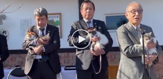 Новая кошка-смотритель на станции Кинокава вступила в должность