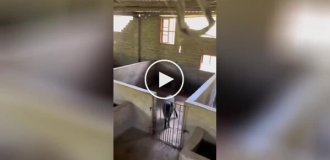 A pig has skillfully escaped from the pen thanks to skillful jumps