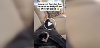 A cunning cat She "sold" kittens to a man so she could get a good night's sleep.