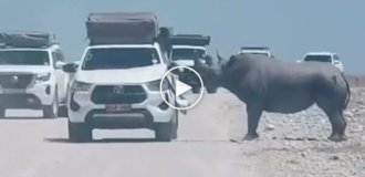 Носорог напал на туристический автомобиль