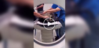 Как животным делают КТ: милота дня