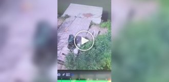 Животные (короткие видео). Выпуск 100