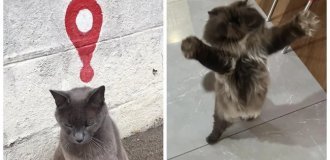 20+ котиков с умилительными мордашками, способными растопить даже самое чёрствое сердце (21 фото)