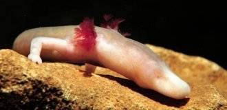 Протей: подземные воды — его мрачный дом (14 фото)