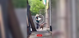 Черный гриф чуть ли не вприпрыжку отправился на прогулку