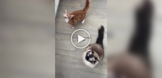 Cats began making unusual sounds