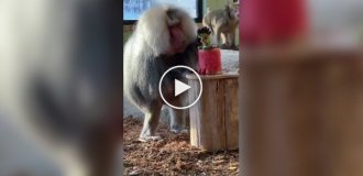 Подарунок літньому гамадрилу