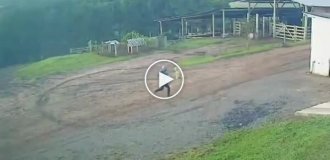 Реакция пса на кабана, преследующего хозяина