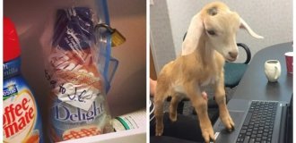 С ними не соскучишься! 22 фото от коллег, которые умеют удивлять (23 фото)
