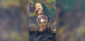 Калан отдыхает в водорослях