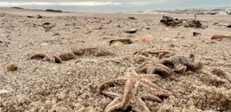 Тысячи морских звезд выбросило на берег (2 фото + 1 видео)