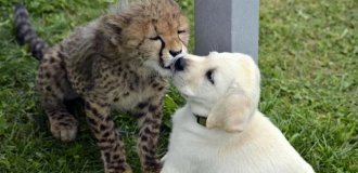 Relax! 10 Facts That Will Soothe and Delight You (11 photos)