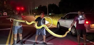 A 3.6-long python was caught on the street in the US meters