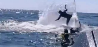 A humpback whale threw a guide into the air off the coast of Australia (4 photos + 1 video)