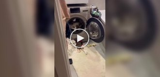 Кот решил устроить пробежку в стиральной машине