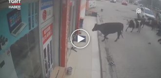 Коровы нагрянули в магазин бытовой техники в Турции