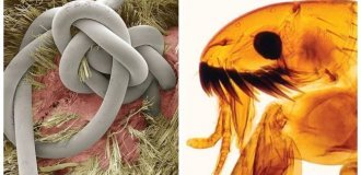 25 примеров того, как неожиданно выглядят под микроскопом привычные вещи (26 фото)