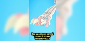 Последствия удаления когтей у кошек