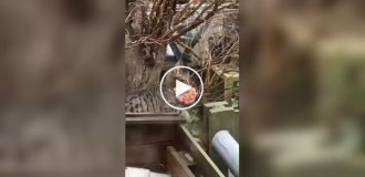 Охота удалась