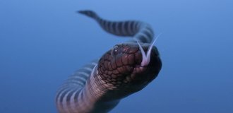 Морская змея, чей яд в разы мощнее яда кобры (7 фото)