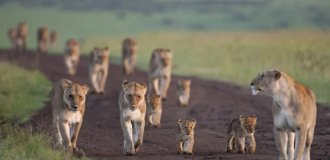 10 видів тварин, яких за 40 років стало вдвічі менше з вини людини (21 фото)