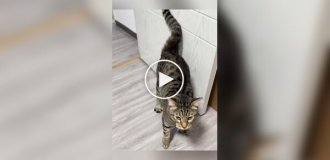 Из жизни котов