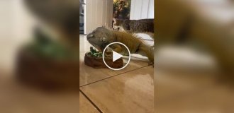 Реакция кошек на игуану