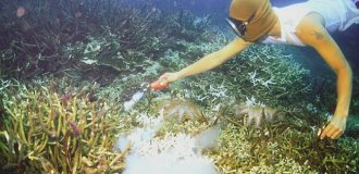 Цианидная рыбалка: самый бесчеловечный способ рыбной ловли (6 фото)