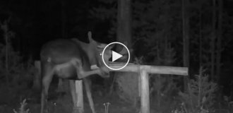 How a moose scratches its nose