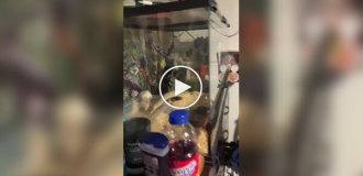 Питон и крыса неожиданно «подружились» и стали жить вместе