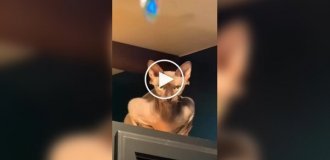 Подборка котов-шпионов