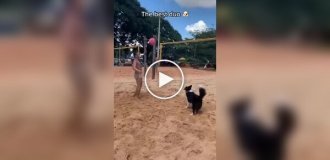 A dog has become a footvolley star in Brazil