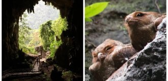 Cueva de Las Lechuzas - a Peruvian cave of mysterious birds (9 photos + 1 video)