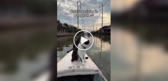 Каякинг с котами: необычная экскурсия по каналам Бангкока