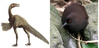 10 птиц, которые бьют рекорды ярости, запаха и выносливости (13 фото)