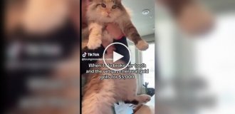 Зуб за 5 тысяч долларов: хозяйка выбрала коронку из золота для своей кошки