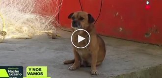 Пес обожает серфинг