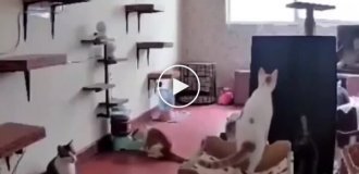 Sudden cat panic