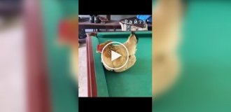 Chicken warms up billiard balls