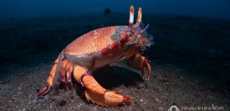 Лягушачий краб: существо между раком и крабом (11 фото)