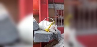 Побег хомяка из тюрьмы