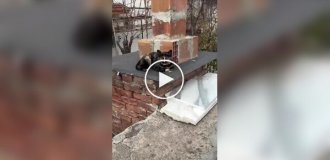 Кішка з химерним забарвленням вовни