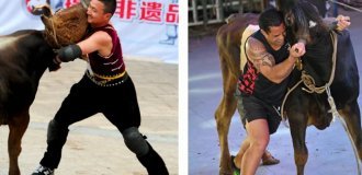 Китайская борьба с быком голыми руками (9 фото)