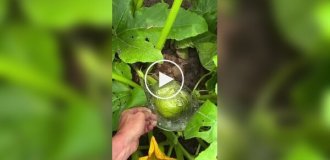 Vegetable horror: zucchini with human faces and not only