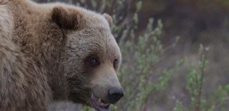 A 72-year-old man killed a bear that attacked him (3 photos)